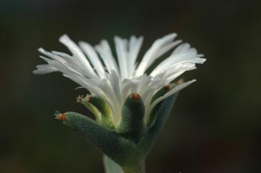 Trichodiadema marlothii 