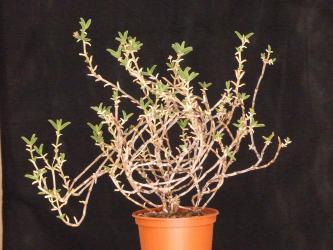 Trichodiadema spec. H4555 