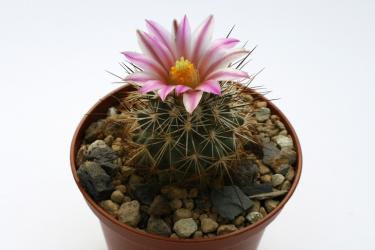 Turbinicarpus beguinii ssp. senilis § EL Chiflon, Coah, MEX 
