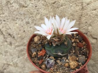 Turbinicarpus macrochele § El Herrero, La Paz 