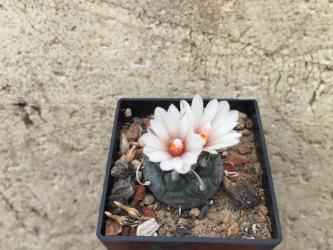 Turbinicarpus polaskii § % La Bonita, SLP, MEX 