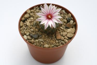 Turbinicarpus saueri ssp. nellissae §  Bustamante, Nuevo León, MEX 