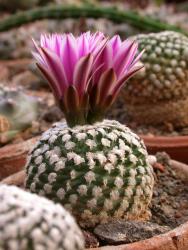 Turbinicarpus valdezianus § DU125 