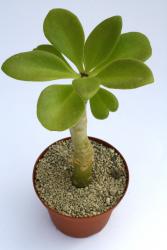 Tylecodon paniculatum südliches Afrika 