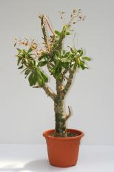 Tylecodon paniculatum 