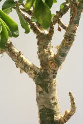 Tylecodon paniculatum 