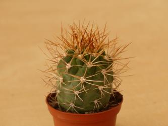 Weingartia cintiensis 