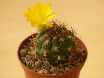 Weingartia frey-juckeri HJ441 