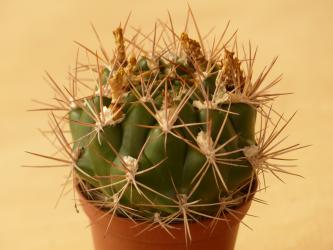 Weingartia longigibba 