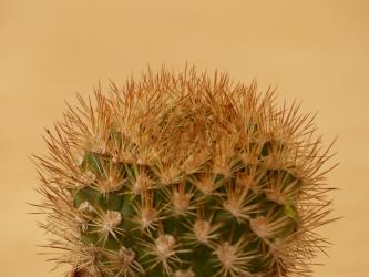 Weingartia platygona 