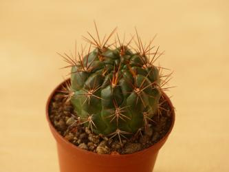 Weingartia spectabilis HJ1159 