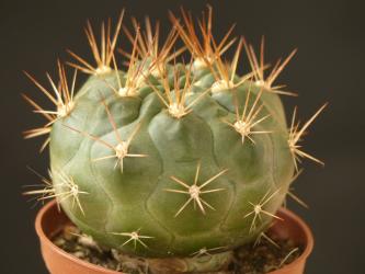 Weingartia westii v. lecoriensis 