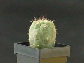 Weingartia fidaiana ssp. amerhauseri RH987 