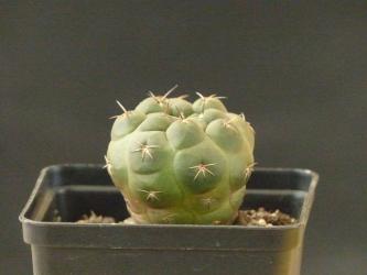 Weingartia kargliana R2065 