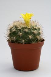 Weingartia neocumingii HS93a Quillaquila, Oropeza, Chuquisaca, BOL, 2850m 