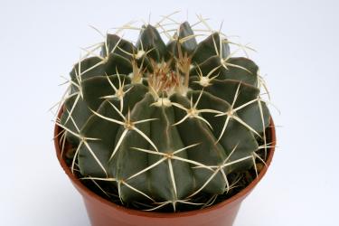 Wigginsia sellowii Brazil 