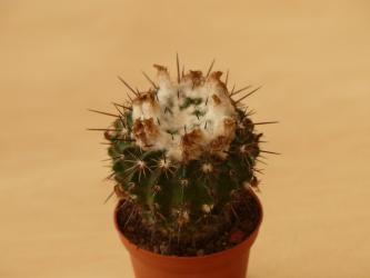 Wigginsia maldonadensis 