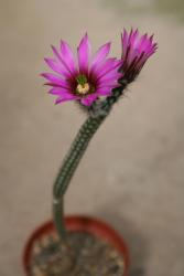 Wilcoxia poselgeri  Las Herreras, NL, MEX 