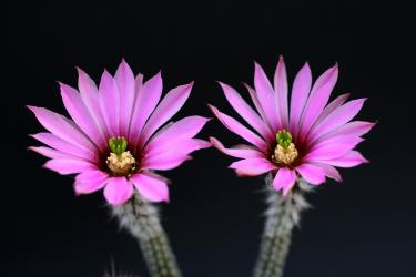 Wilcoxia poselgeri v. gerhardii 