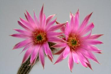 Wilcoxia schmollii § 