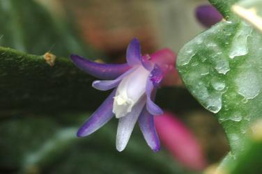 Pseudorhipsalis amazonica 