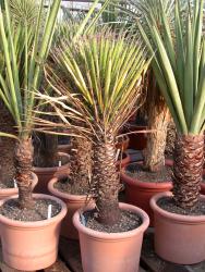 Yucca filifera *1^ 