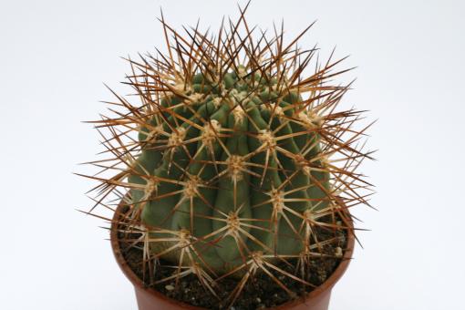 Acanthocalycium chionanthum P67 Portrero, Salta, ARG, 2500m 