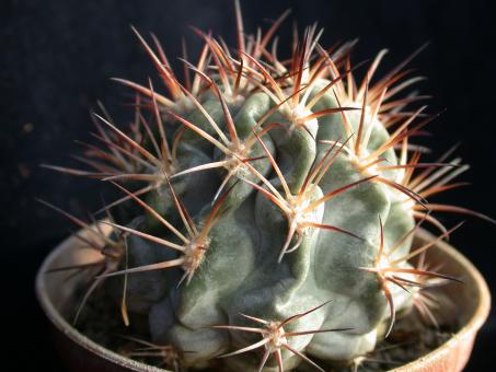 Acanthocalycium glaucum P143 