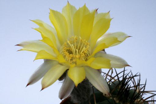 Acanthocalycium glaucum P143 
