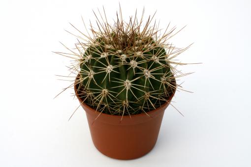 Acanthocalycium spiniflorum B015 Córdoba, ARG, 600m 