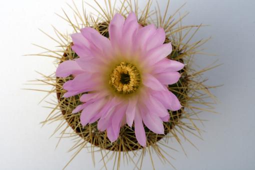 Acanthocalycium spiniflorum 