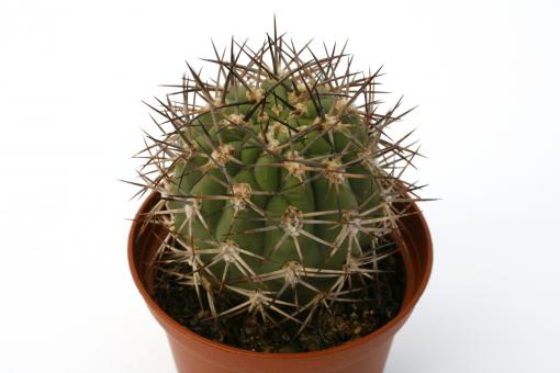 Acanthocalycium thionanthum 