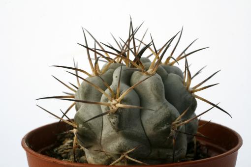 Acanthocalycium thionanthum v. glaucum 