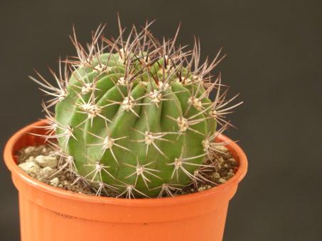 Acanthocalycium peitscherianum 