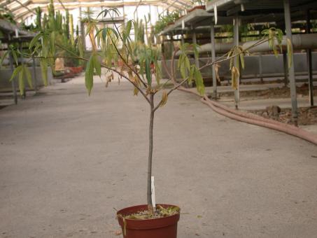 Adansonia digitata Y. $ Madagascar 