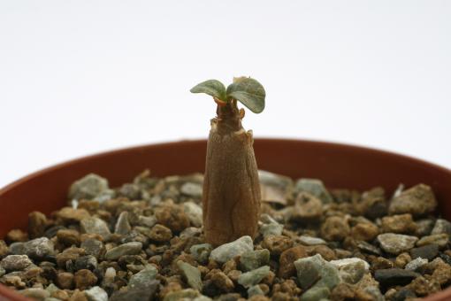 Adenium socotranum Y. Socotra 