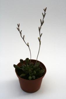 Adromischus cristatus v. schoenlandii 