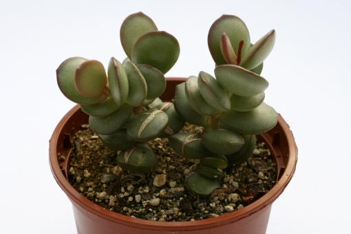Adromischus subdistichus Willowmore, RSA 