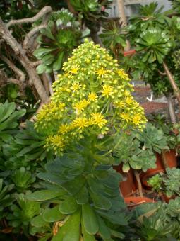 Aeonium arboreum 