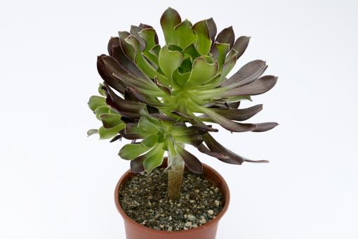 Aeonium arboreum Atropurpureum % 