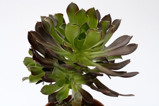 Aeonium arboreum Atropurpureum % 