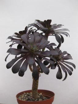 Aeonium arboreum Black Night % 