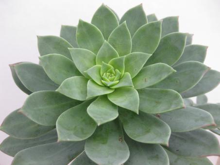 Aeonium haworthii 