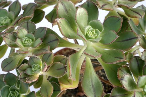 Aeonium haworthii X sedifolium 