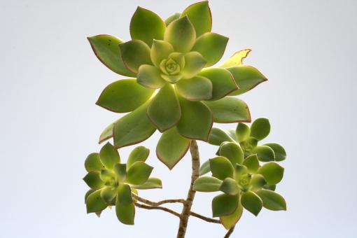 Aeonium haworthii f. variegata 