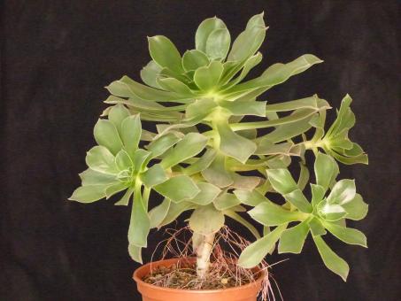 Aeonium leucoblepharum JB1001b n. of Ethiopia, Dilib Pass, Lalibela, 3300m 