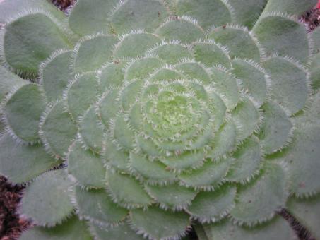 Aeonium tabuliforme Natural Hybrids 