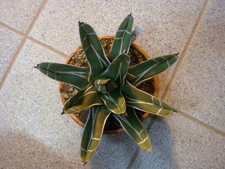 Agave ferdinandi-regis 