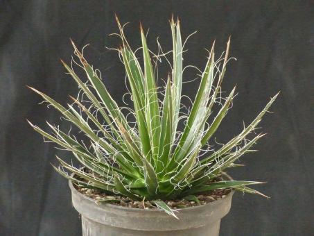 Agave filifera var. schidigera 