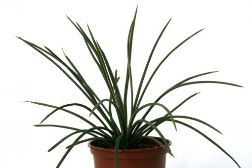 Agave geminiflora 